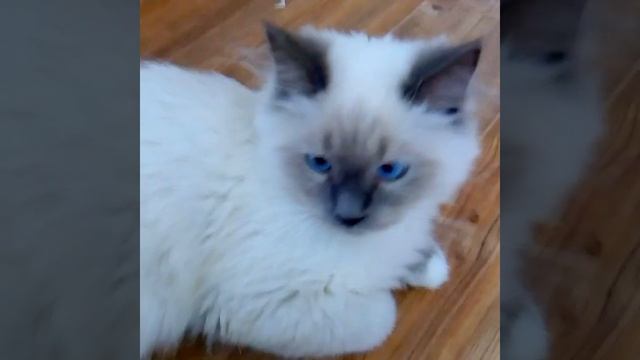 Неский маскарадный котенк 4,5 месяца - Ховард Знатный Зверь. смотреть онлайн