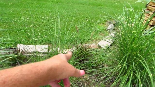 Septoria Leaf Spot Tomato Fungus Update смотреть онлайн