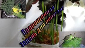 Пророщенная зелень для попугая. Как прорастить овес и просо. Мои советы. Уход и содержание попугая