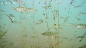 Берег у Крылатого. Подводный мир Братского водохранилища 07.2024.mp4
QYSEA FIFISH v6s Expert