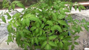 Подкормка рассады томатов за неделю до высадки в теплицу или грунт