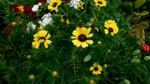 Хризантемы однолетние, легко выращивать.