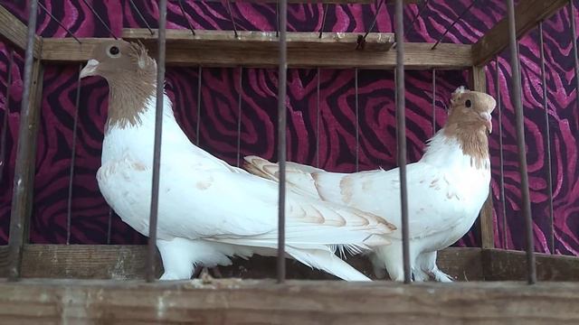 ПРОДАЖА. Желтоголовые. 8(989)129-80-55. доставка по России. смотреть онлайн