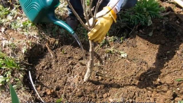 Уход за черешней смотреть онлайн