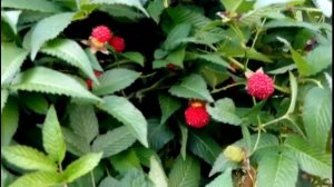 ЕЖЕМАЛИНА! Что это?/ Everyraspberry. What is it?