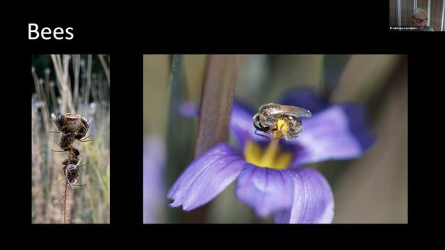 Science Pub From Home: Garden Allies смотреть онлайн