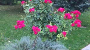 Роза Lovely Lydia на штамбе (роза Лавли Лидия)