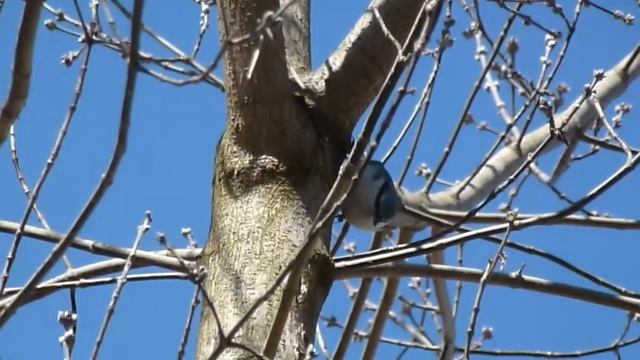 Брачные игры поползней смотреть онлайн