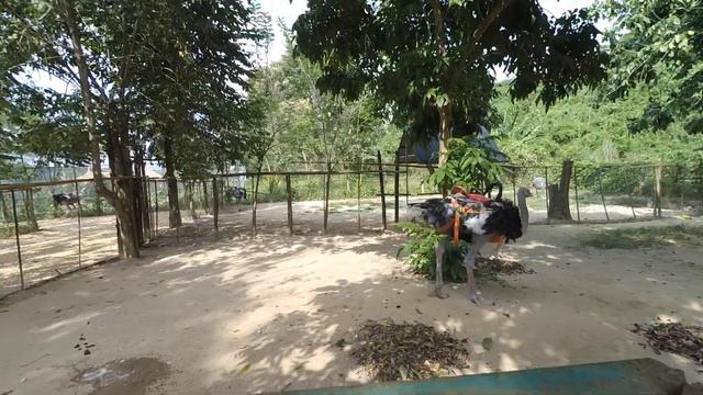 Нячанг Вьетнам Янг Бей 3 Страусы и страусиная ферма смотреть онлайн