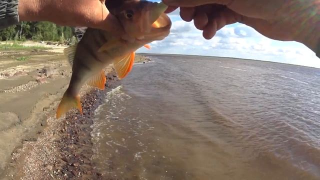 Рыбалка на Оби, окунь и щука на джиг. смотреть онлайн