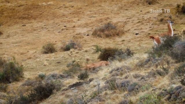 КОГДА НЕ НА ТОГО НАПАЛ! Как травоядным удалось избежать нападения хищников! смотреть онлайн