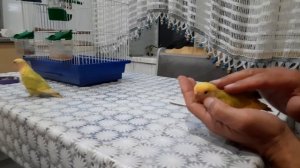 Приручаем неразлучников.