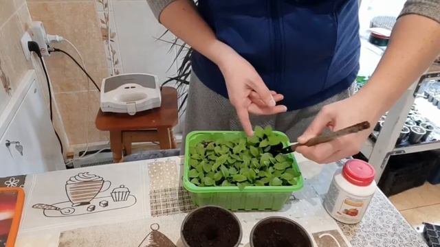 Як пікірувати петунію, щоб уся прижилася / Пикировка петунии, мой секретный ингридиент смотреть онлайн