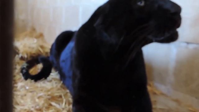 PANTERA: ¡Pantera negra ataca! смотреть онлайн