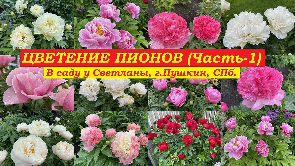 Цветение пионов.Часть-1 (В саду у Светланы, г.Пушкин, СПб.) смотреть онлайн