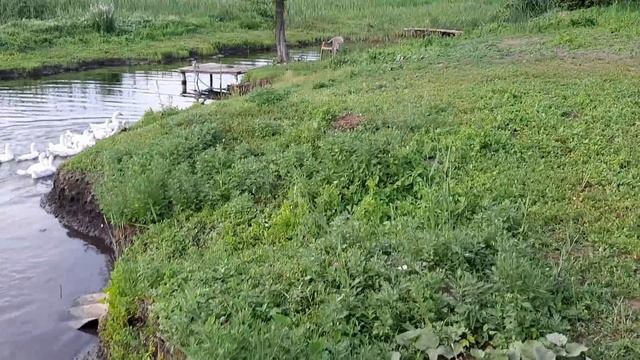 Проблема решена// последняя прогулка гусей на реку? смотреть онлайн