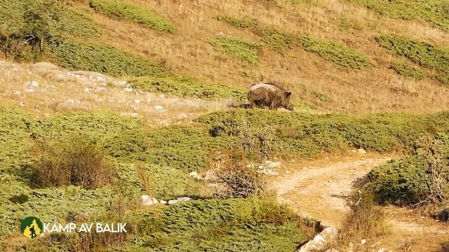DEV AZILI YABAN DOMUZU AVI- MUHTEŞEM ANLAR / GIANT MONSTER WILD BOAR HUNTING - HOG HUNT, PIG HUNTS смотреть онлайн