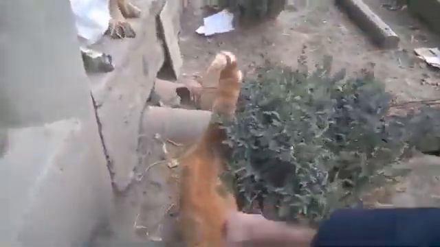 Собака трахает кота.