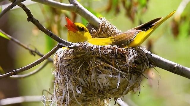 Красивая расслабляющая музыка • Спокойная фортепианная музыка ? Yспокаивающая музыка для нервов #7 смотреть онлайн