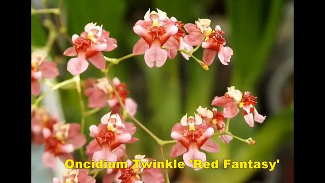 A Beginners Tale - My OS Talk смотреть онлайн