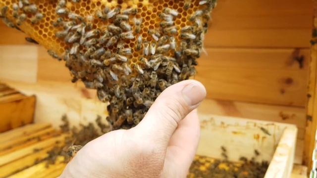 ПОЧЕМУ ПЧЁЛЫ НЕ КУСАЮТ (ЖАЛЯТ) ? смотреть онлайн