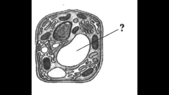 Рисунки из КИМ ЕГЭ по биологии. Часть 2