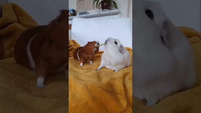 морские свинки дерутся ??? смотреть онлайн