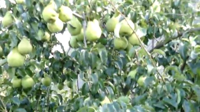 Груша Просто Мария часть 2 год 2016 смотреть онлайн