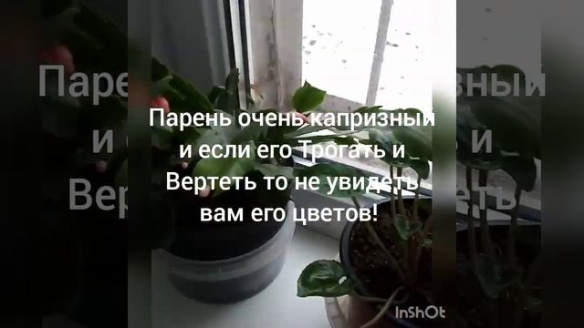 Декабрист. Уход во время цветения смотреть онлайн
