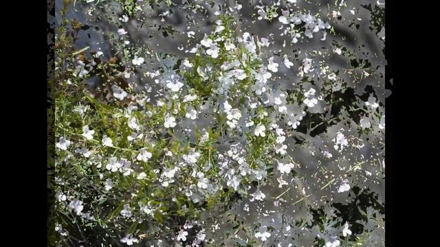 Чабер зимний (многолетний чабер, альпийский чабер, горный чабер)