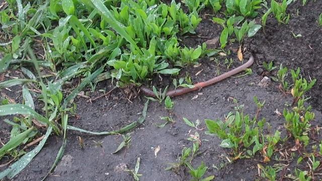 Из жизни дождевых червей смотреть онлайн