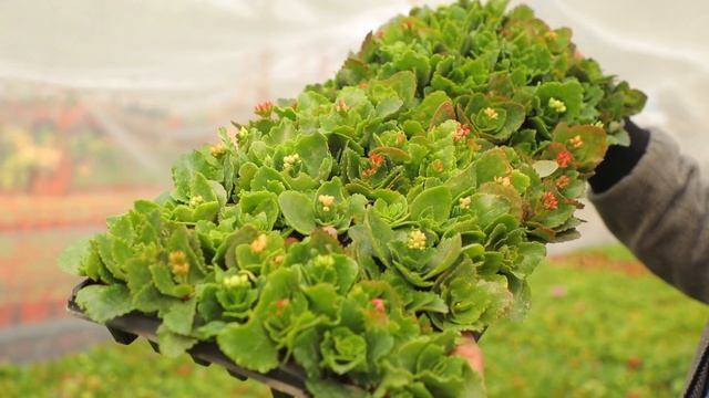 каланхоэ гулини парваришлаш  / Kalanchoe Laciniata /