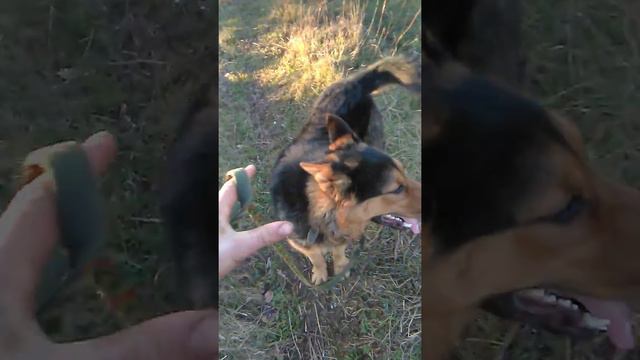 Моя собака смотреть онлайн