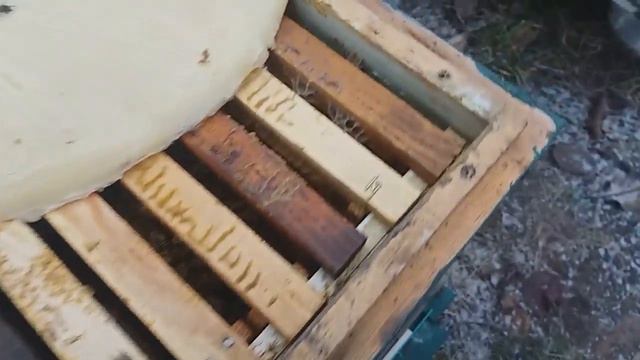 Теплая зима и первые проблемы – спасаем семью ч.2 смотреть онлайн