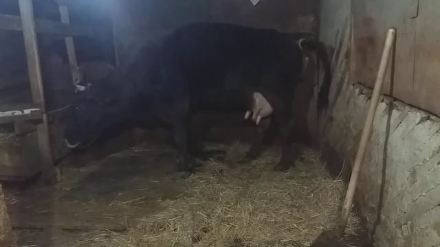 Начался отел.Марта телится! смотреть онлайн