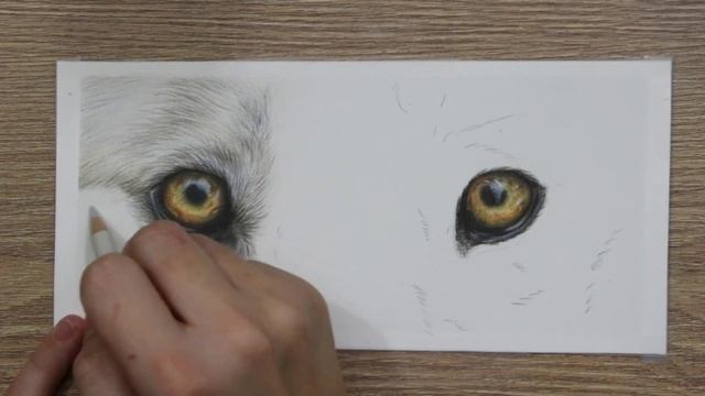 How To Draw WOLF EYES in COLORED PENCIL | Drawing Tutorial смотреть онлайн
