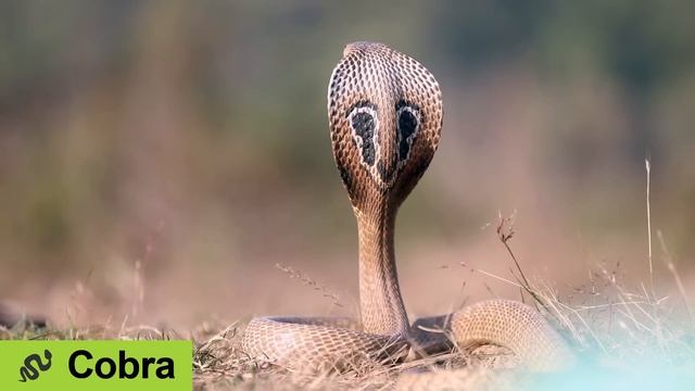 5 Deadly Pet Snakes (+10 Non-Deadly Alternatives) смотреть онлайн