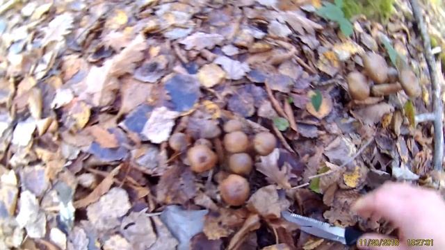 Опята моей мечты смотреть онлайн