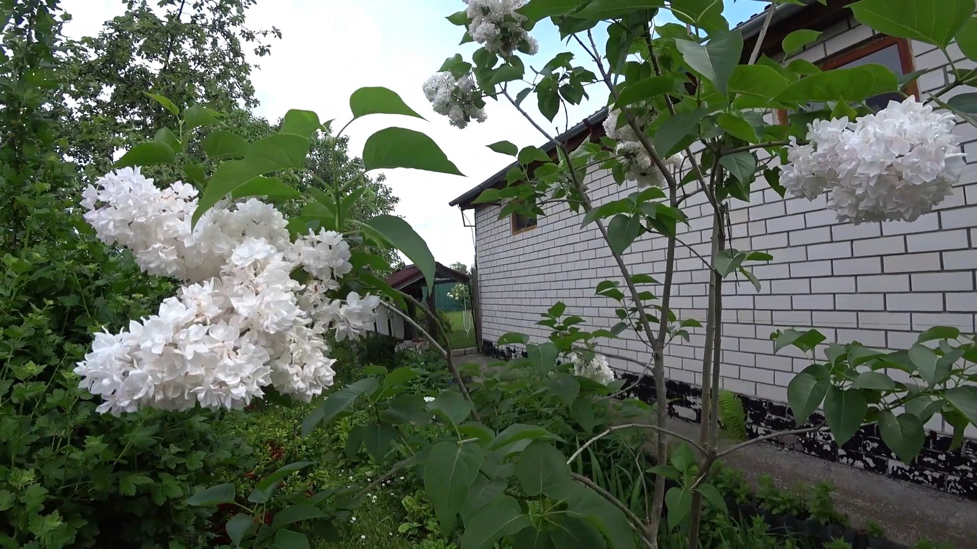 128. Цветы июня смотреть онлайн