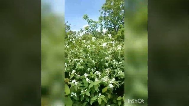 Екатерина Сидорова. Русь моя смотреть онлайн