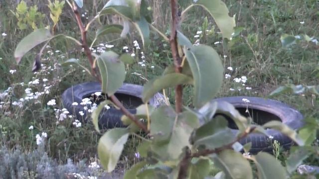 Обзор сорта зимней груши Ноябрьская ❤ первый урожай смотреть онлайн