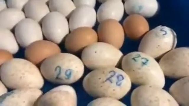 Совместная инкубация в инкубаторе Птичий двор S64 (Часть 3) Вывод птенцов смотреть онлайн