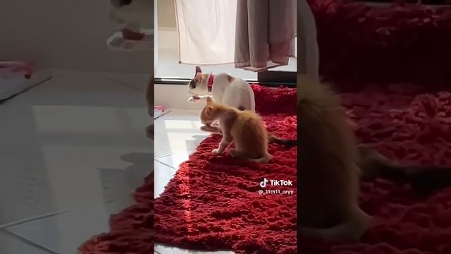 Котики смотреть онлайн