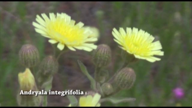 Andryala integrifolia смотреть онлайн