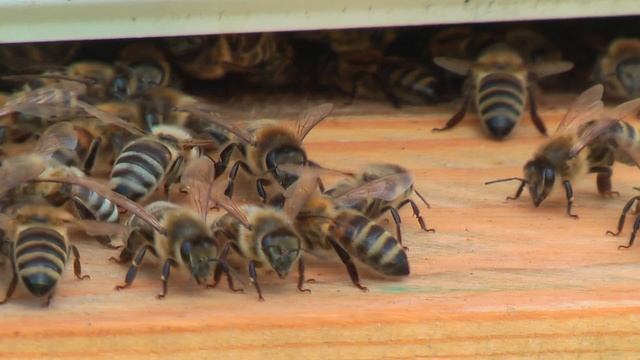 Профессор Кашковский: Как бакфаст передает ХПП? смотреть онлайн