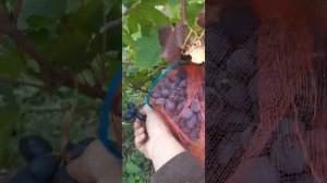 Сорт винограда кишмиш близнец, Романс, Озорник.