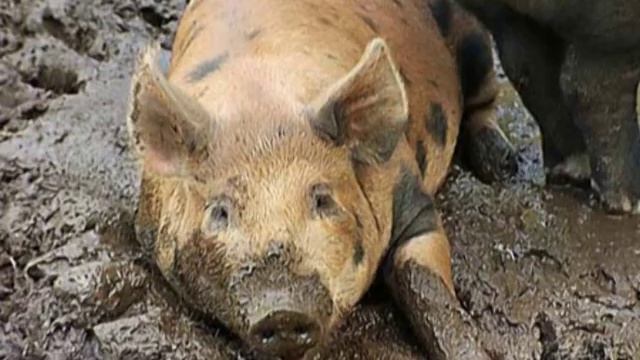 Развитие ребёнка: логоритмика Т. Железновой. Поросятки смотреть онлайн