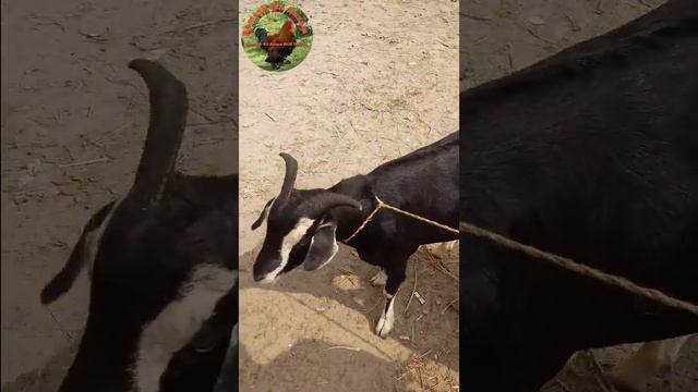 black Bengal goat farm 2023 new video смотреть онлайн