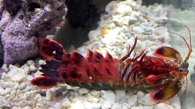 What Happened to My GIANT PET MANTIS SHRIMP is he DEAD!? смотреть онлайн