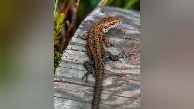 ЯЩЕРИЦЫ РОССИИ смотреть онлайн